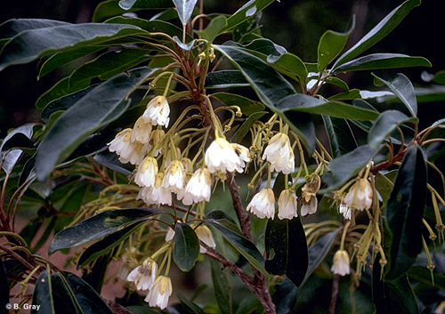 Kuranda Quandong