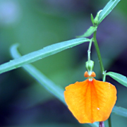 Plant42