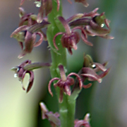Plant43