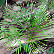 Plant44