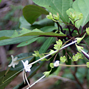 Plant45