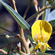 Plant46