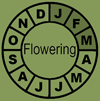 Flowering Clock AloBri