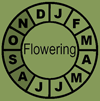 FloweringClockGraIli