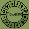 GymAusFloweringClock