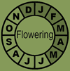 MelRubFloweringClock