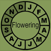 PseFroFloweringClock