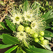 Flower & foliage