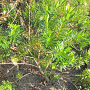 Habit