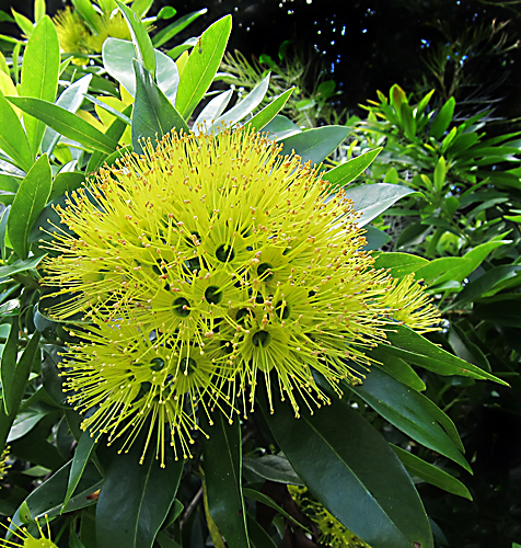 Xanthosemon chrysanthus